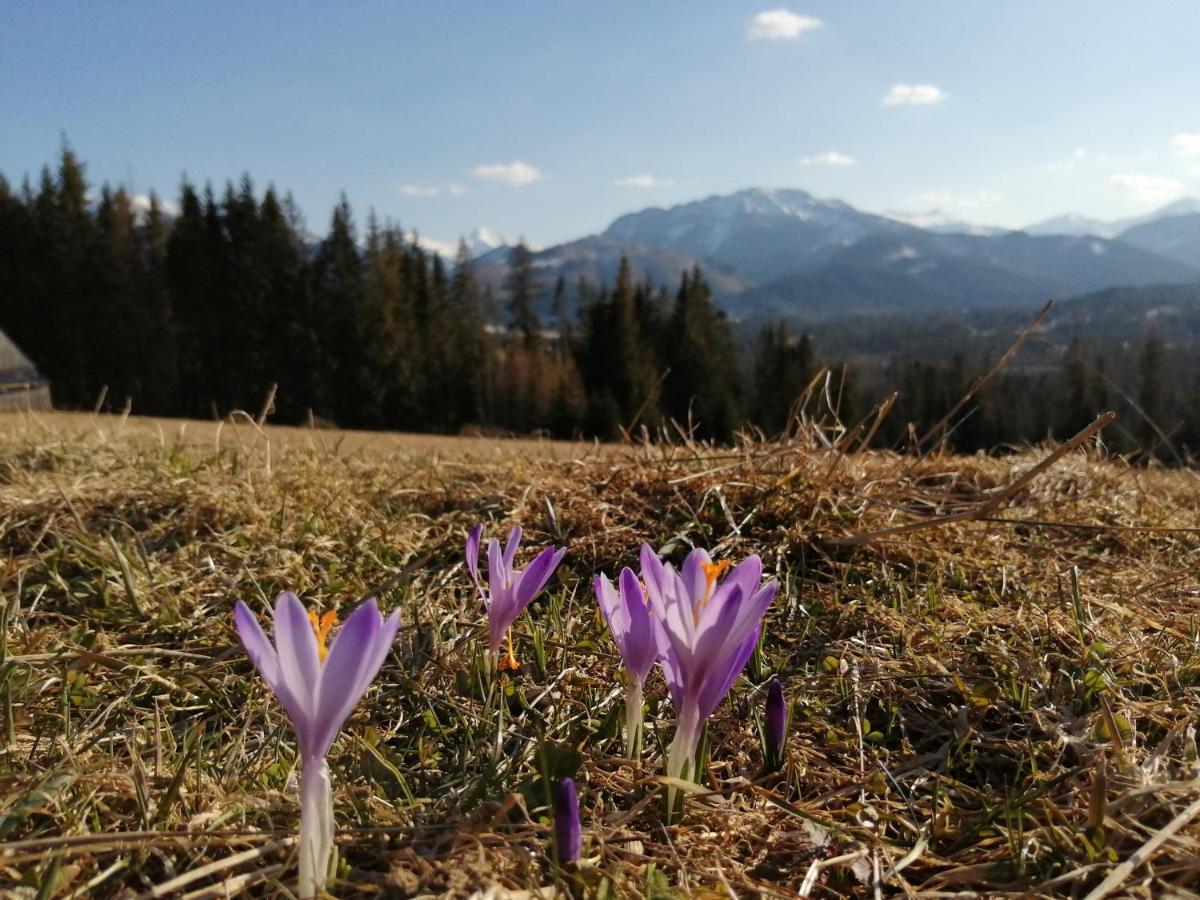 Apartamenty Plazowka Kościelisko Esterno foto